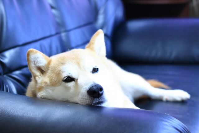 夏休み明け、不登校対応、安心な居場所、ソファーの上で安心して寝ている犬